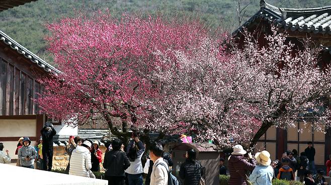 Apricot flowers bloom at Tongdo Temple in South Gyeongsang on March 12. [YONHAP]