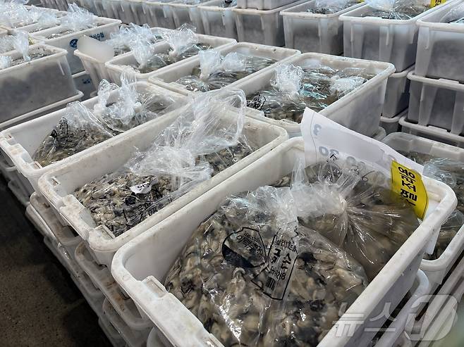 21일 경남 통영 굴수하식수협 위판장에서 경매하고 있는 가열조리용 생굴.2025.03.21/뉴스1 강미영기자