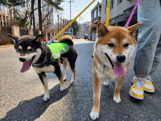 서울시 자치경찰위원회가 선발한 반려견순찰대인 시바견 고덕이(4)·덕천이(3)가 서울 강동구 천호동 구천면로 골목길을 순찰하고 있다. [사진 강동구]