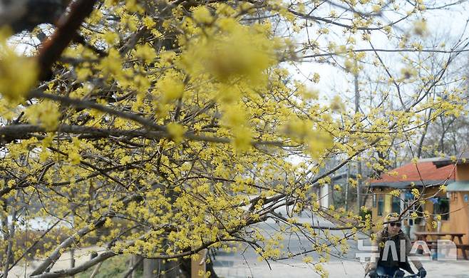 [전주=뉴시스] 김얼 기자 = 완연한 봄 날씨를 보인 20일 전북 전주시 전주덕진공원에 산수유가 만개해 있다. 2025.03.20. pmkeul@newsis.com