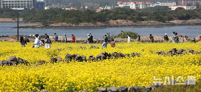 [서귀포=뉴시스] 우장호 기자 = 완연한 봄날씨를 보인 21일 오전 제주 서귀포시 성산읍 성산일출봉 광치기해변 인근에 조성된 유채꽃밭에 상춘객이 찾아와 즐거운 시간을 보내고 있다.기상청에 따르면 꽃샘추위가 물러간 제주 지역은 당분간 낮 기온이 21도 내외로 오르며 포근한 날씨를 나타낼 것으로 전망된다. 2025.03.21. woo1223@newsis.com