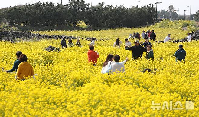 [서귀포=뉴시스] 우장호 기자 = 완연한 봄날씨를 보인 21일 오전 제주 서귀포시 성산읍 성산일출봉 광치기해변 인근에 조성된 유채꽃밭에 상춘객이 찾아와 즐거운 시간을 보내고 있다.기상청에 따르면 꽃샘추위가 물러간 제주 지역은 당분간 낮 기온이 21도 내외로 오르며 포근한 날씨를 나타낼 것으로 전망된다. 2025.03.21. woo1223@newsis.com