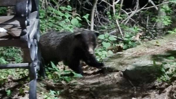 2023년 4월 24일 대구 팔공산 관암사 인근에서 목격된 오소리 모습. 팔공산자연공원관리사무소 제공