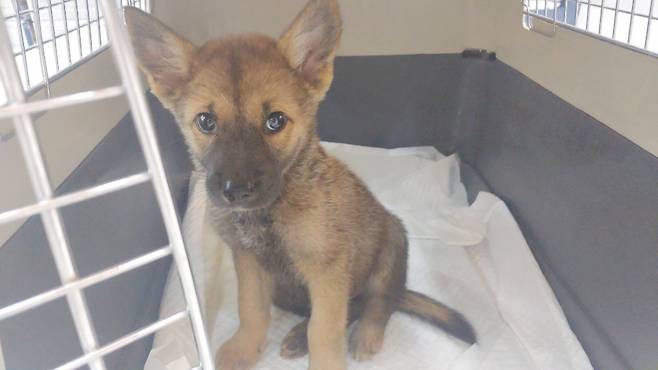 구조 당시 맑음이의 모습 (사진 비글구조네트워크) ⓒ 뉴스1