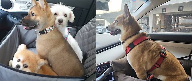 입양 당시 맑음이와 최근 늠름해진 맑음이 (보호자 제공) ⓒ 뉴스1