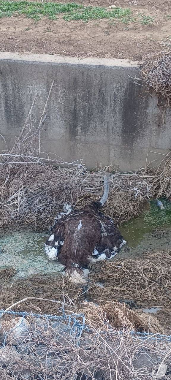 포획된 타조(경기도소방재난본부 제공)/뉴스1