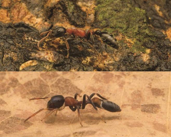 개미(위)와 그를 따라 하는 개미거미(아래). 잔뜩 확대한 사진인데도 구별하기가 쉽지 않다. Ayush Parag 제공