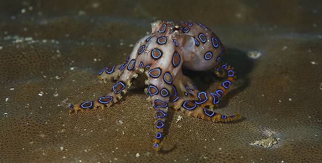 파란선문어. 기사와 직접적 연관 없음.