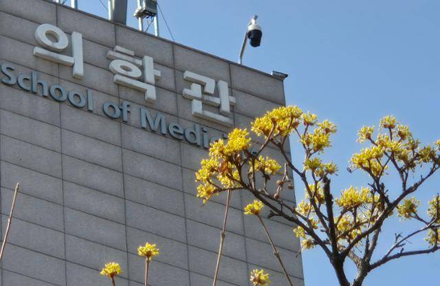 신학기가 시작됐지만 의대생들은 2년째 돌아오지 않고 버티고 있다. 21일 경기도 내의 한 의과대학 건물 앞에 산수유꽃이 피어있다. 뉴스1