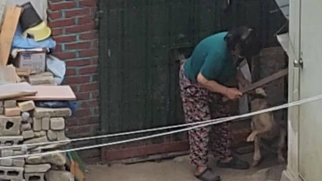 지난해 6월 22일 촬영된 학대 장면. 견주가 한 손에 나무몽둥이, 한 손에 목줄을 쥔 채 강아지를 때리고 있다. 제보자 제공