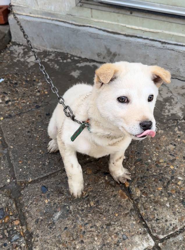 지난 3일 비키가 묶여있던 자리에 발견된 새로운 강아지 타이탄. 여전히 짧은 목줄과 비위생적인 사육환경에 놓여있는 모습이다. 위액트 제공