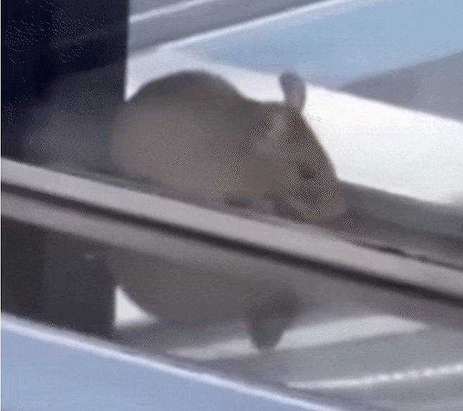 중국 유명 마라탕 가게의 진열대에서 쥐가 두리번거리고 있다. /사진=루왕