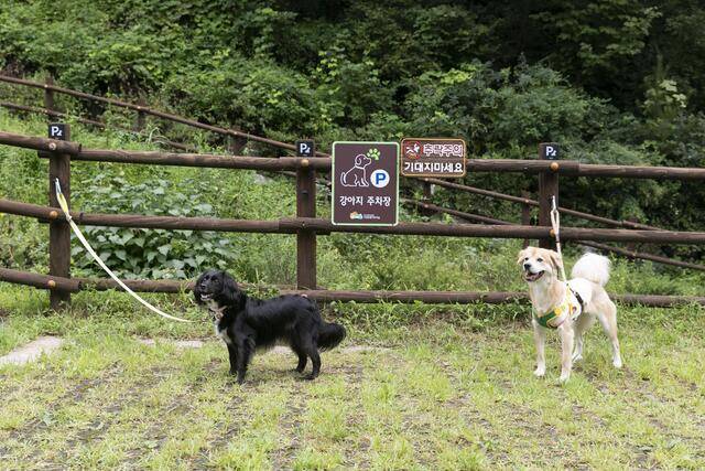 강아지 쉼터에서 휴식을 취하고 있는 반려견들. 한국산림복지진흥원