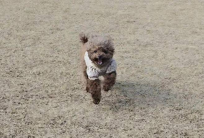 반려견 운동장에서 신나게 뛰고 있는 뚜기 (한지혜 씨 제공) ⓒ 뉴스1