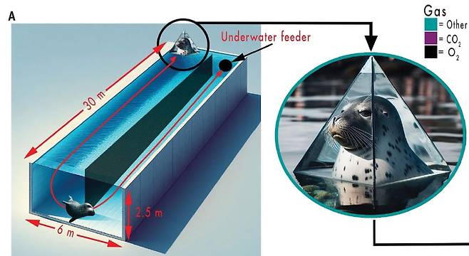 회색물범 실험장치. 한쪽 끝에는 숨을 쉬는 챔버가 있고, 다른 쪽에는 수중 먹이통이 있다./Science
