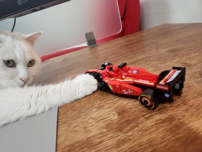 20250323_004533.jpg 하얀색과 빨간색의 만남