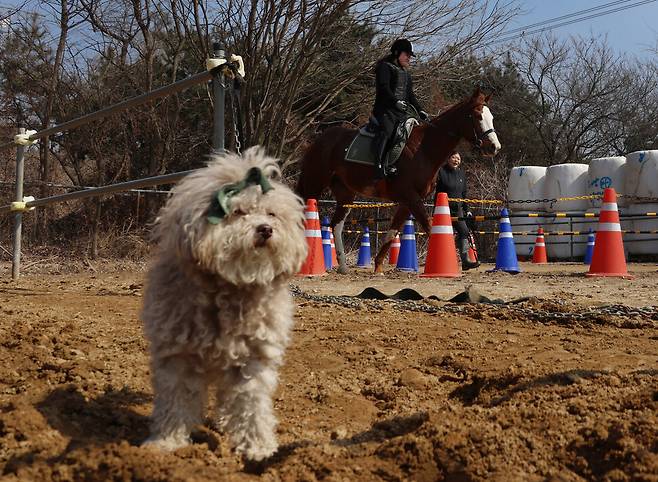 김주희씨가 미스터 햇빛의 등에 올라 트랙을 도는 동안 고삐를 쥔 신지혜 코치의 반려견 신쵸가 옆에서 놀고 있다.
