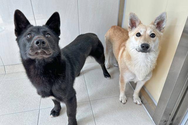 6남매를 낳은 몽이(오른쪽)와 깜돌이. 동물자유연대 제공