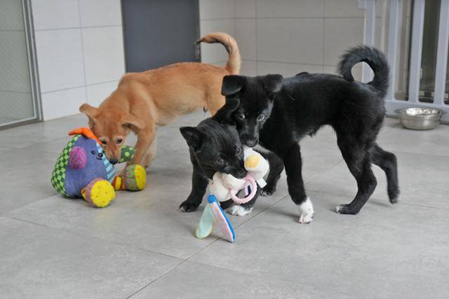 장난감을 갖고 놓기를 좋아하는 5남매. 동물자유연대 제공