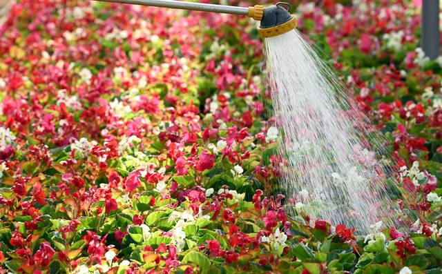 ▲ 절기상 춘분인 지난 20일 춘천시 신북읍 유포리 꽃묘장에서 한 직원이 꽃에 물을 뿌려주고 있다. 서영