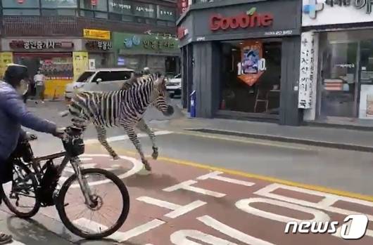 2023년 3월 23일. 수컷 그랜트 얼룩말 '세로'가 서울 광진구 서울어린이대공원 사육장을 탈출해 광진구 시내를 배회하는 사건이 발생했다. 세로는 3시간 만에 생포돼 동물원으로 돌아갔다. /사진=뉴스1 (독자 제공)