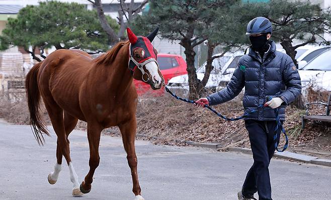 진료를 위해 말 동물병원을 찾은 말이 1차 진단을 위한 보행검사를 하고 있다.