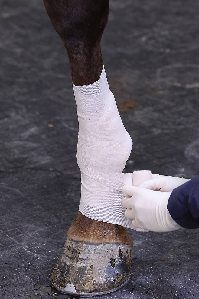 동물병원을 찾은 말이 지골에 간단한 시술을 받은 후 붕대를 감고 있다.