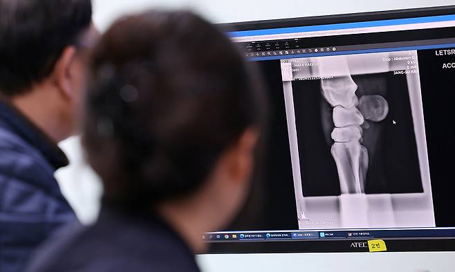 수의사들이 X레이 사진을 보며 말 상태를 확인하고 있다.