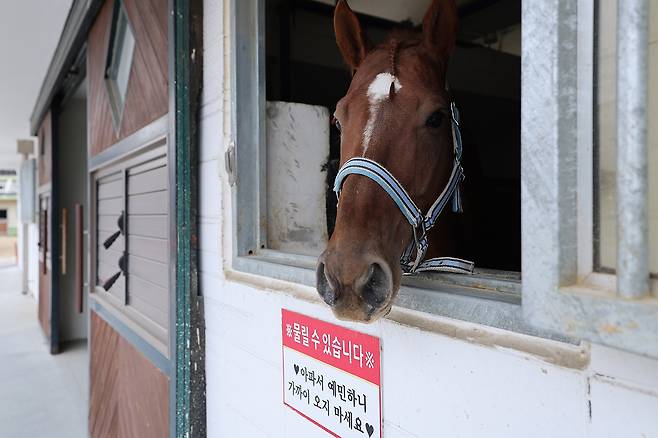 입원 마방에 입원 중인 한 경주마가 창 밖을 바라보고 있다. ‘물릴 수 있습니다. 아파서 예민하니 가까이 오지 마세요’라는 안내문도 붙어있다.