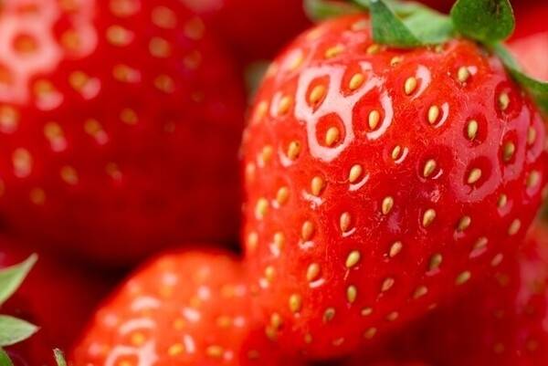 딸기가 65세 이상 성인의 인지 처리 능력을 향상시키고 혈압을 낮추는 효과가 있는 것으로 나타났다. 게티이미지뱅크