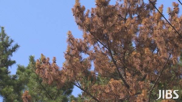 소나무 재선충 (자료사진)