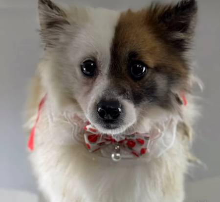 공주시 유기동물 보호소에 올라온, '안락사 예정 명단' 강아지./사진=공주시 유기동물 보호소 인스타그램(@gongju_shelter), 입양문의 041-840-3495