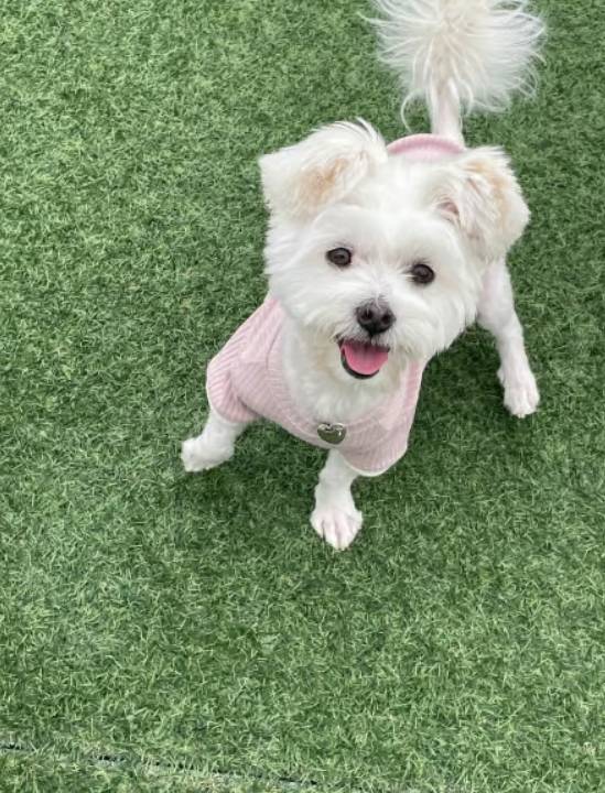 삐용이가 가족을 만난 뒤 모습. 위 사진과 같은 강아지다./사진=삐용이 보호자님