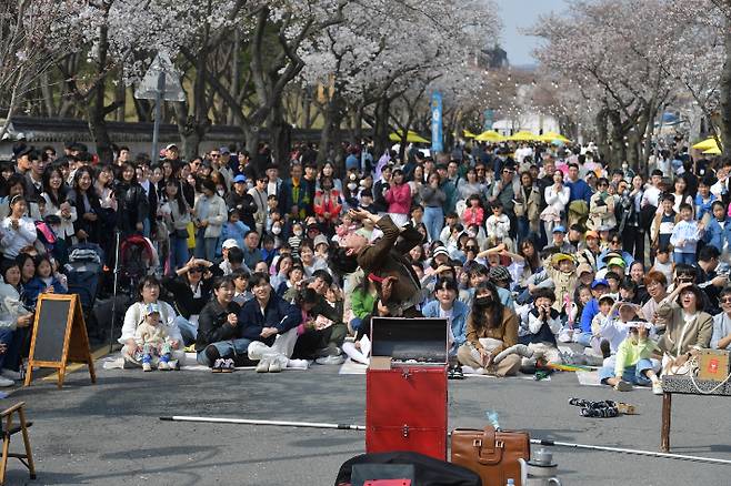 지난해 열린 대릉원 돌담길 벚꽃축제. 경주시 제공
