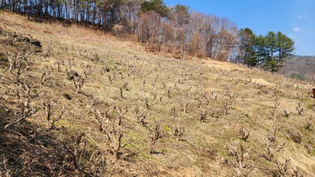 ▲하동 화개면 일대 산초나무 농원. ⓒ프레시안(김동수)