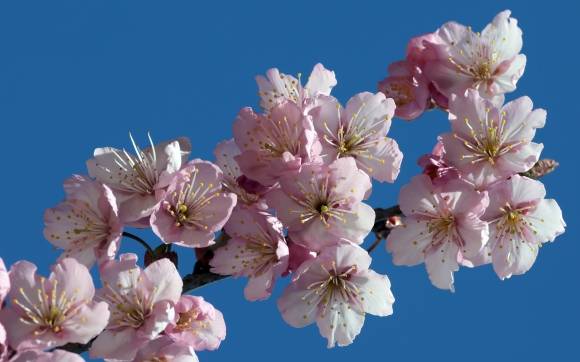 부산 벚꽃 활짝 - 절기상 춘분을 하루 앞둔 19일 부산 수영구 배화학교 화단에 벚꽃이 활짝 펴 시민들의 눈길을 사로잡고 있다. 2025.03.19. 뉴시스