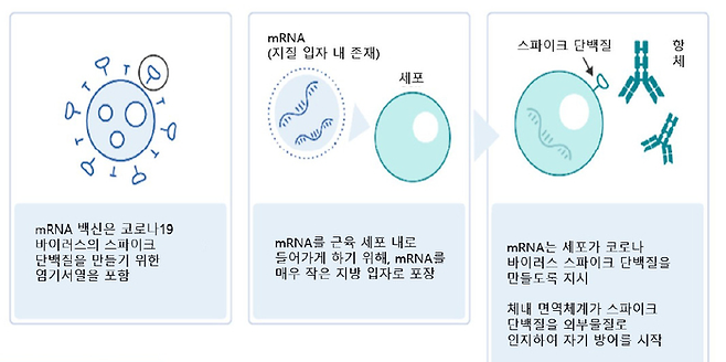 mRNA 백신의 작동원리(자료=질병관리청)