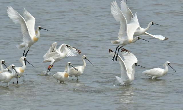 인천 영종갯벌에서 발견된 저어새. 인천녹색연합 제공