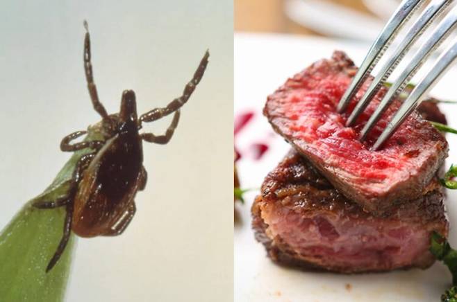 최근 미국에서 붉은 고기에 대한 심각한 알레르기 반응을 일으키는 희귀 질환인 알파갤 증후군(Alpha-gal Syndrome, AGS)의 새로운 사례들이 보고되며 주목받고 있다. [사진 왼쪽부터_ 론스타 진드기_질병통제예방센터(CDC)/ 게티이미지뱅크]