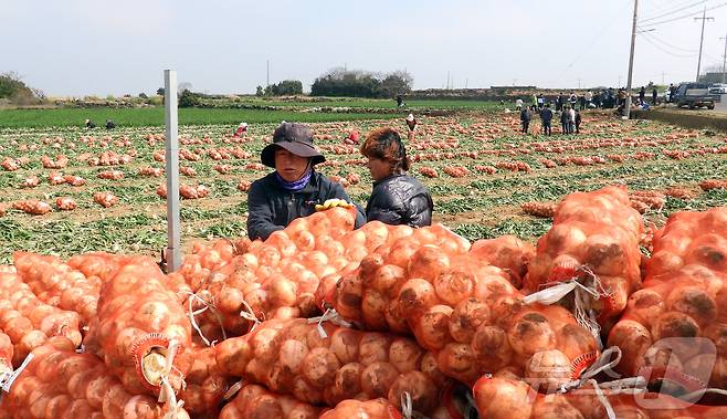 26일 오전 제주 서귀포시 대정읍 신도리의 한 양파밭에서 농민들이 조생종(일찍 성숙하는 품종) 양파를 수확해 출하하고 있다. 달고 아삭한 제주산 조생종 양파는 전국에서 가장 먼저 출하된다. 2025.3.26/뉴스1 ⓒ News1 오미란 기자