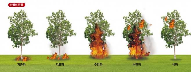 산불은 무엇을 태우는지에 따라 땅속 뿌리를 태우는 지중화, 지표의 잡초와 낙엽을 태우는 지표화, 나무줄기를 태우는 수간화, 나뭇가지와 잎을 태우는 수관화와 불똥이 강한 바람을 타고 날아가는 비화로 나뉜다. KBS 재난포털 제공