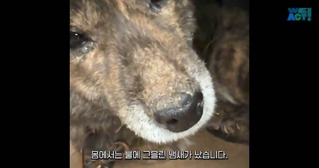 7.jpg 목줄 때문에 산불에서 도망 못 간 강아지들....jpg