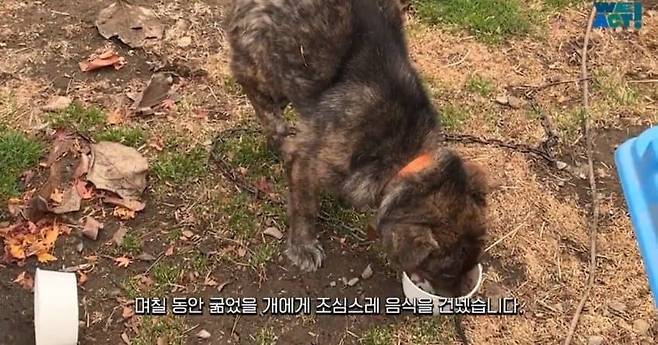 8.jpg 목줄 때문에 산불에서 도망 못 간 강아지들....jpg