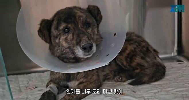 10.jpg 목줄 때문에 산불에서 도망 못 간 강아지들....jpg