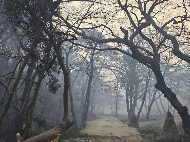 [의성=뉴시스] 의성산불로 소실된 숲길. 2025.03.26. (사진=독자 제공) photo@newsis.com *재판매 및 DB 금지