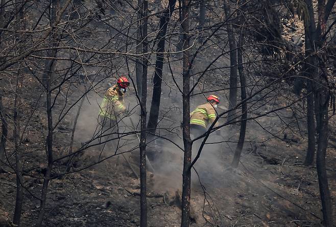 산불 진화 작업을 벌이는 소방대원들