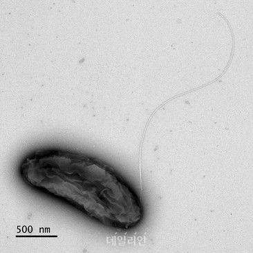 디클로로모나스 속 TW-R-39-2 균주모습. ⓒ국립낙동강생물자원관