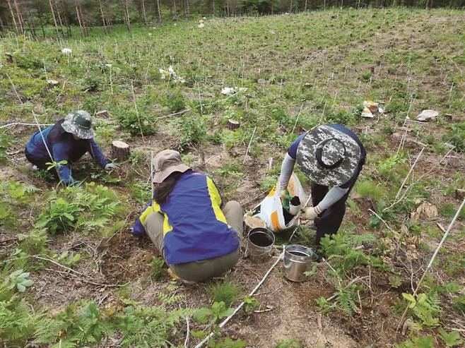 산불이 난 산이 다시 예전의 모습을 찾기 위해선 수많은 사람들의 땀과 관심이 필요하다. 정유경 국립산림과학원 산불연구과 연구사는 "사람들이 묘목을 하나씩 심고 그 묘목들이 멋진 나무가 될 수 있게 지속적으로 관리한다"고 설명했다. 국립산림과학원 제공