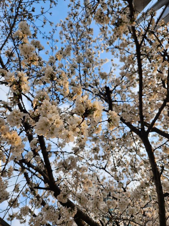 1000022252.jpg 실시간 대구 벚꽃