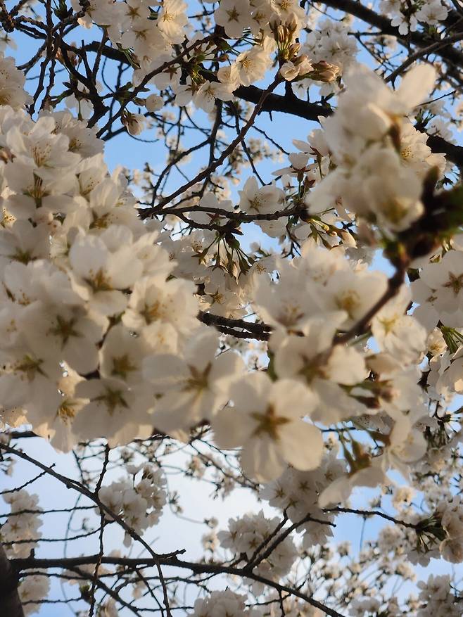 1000022253.jpg 실시간 대구 벚꽃